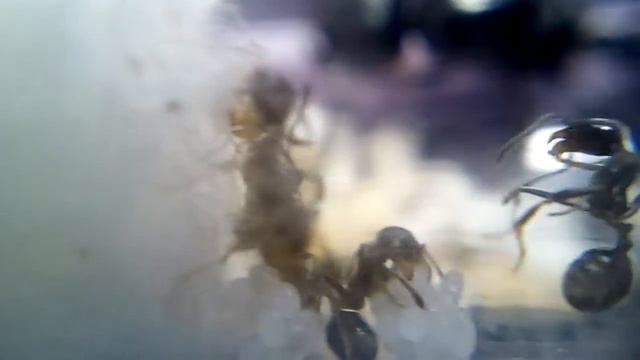 Как кормить и как развивается муравьев смотреть онлайн