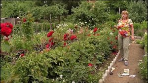 Дачники. Особенности выращивания чайно-гибридной розы, розы флорибунда