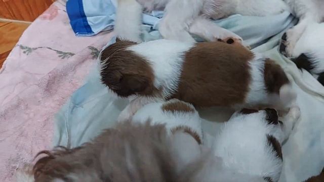 Adorable puppies growing up || 1 week to 2 months transformation || Watching a puppy grow смотреть онлайн