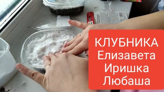 Посадка клубники. Елизавета.Любаша.Иришка смотреть онлайн