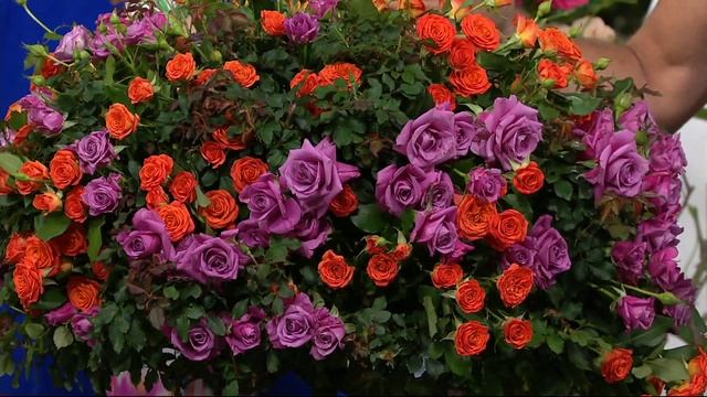 Cottage FArms 2-N-1 Tiger Stripe 24" Tree Rose on QVC смотреть онлайн