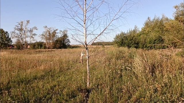 ОБУЧЕНИЕ ,НАТАСКА ЩЕНКОВ ЛАЙКИ / ПРИУЧАЕМ К ВОДЕ/ ЩЕНКИ РЕЛ 3 МЕСЯЦА. смотреть онлайн