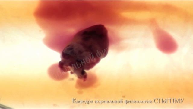 Сокращения изолированного сердца смотреть онлайн