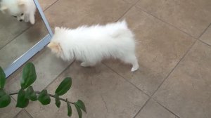 Шьём лежанку для собаки