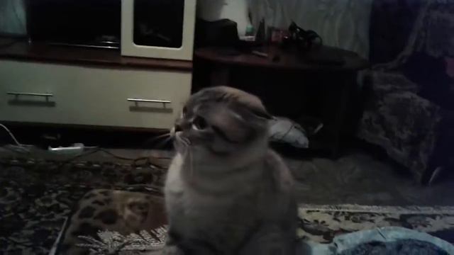 Хрюкающий кот смотреть онлайн