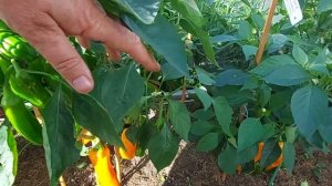 Можно ли собирать семена с гибридов сладких перцев!!?? Палермо F1 и F2.