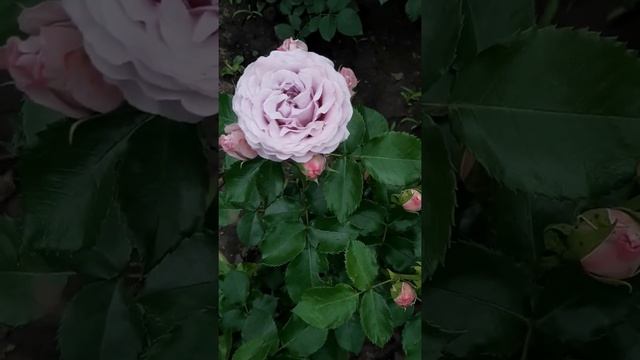 Спрей Блоссом Бабблз (Blossom Bubbles) смотреть онлайн