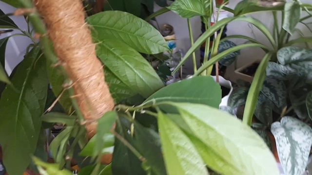 Plant Tour 2020 - Monstera Deliciosa, Succulents, Rhaphidophora Tetrasperma, Scindapsus Pictus🌿🌿🌿 смотреть онлайн