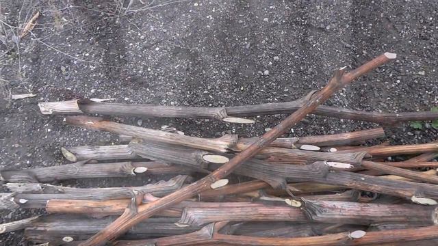 Репей рулит! смотреть онлайн