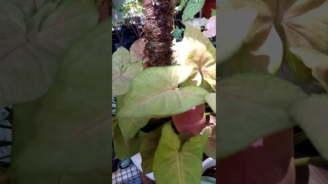 syngonium maria allusion смотреть онлайн