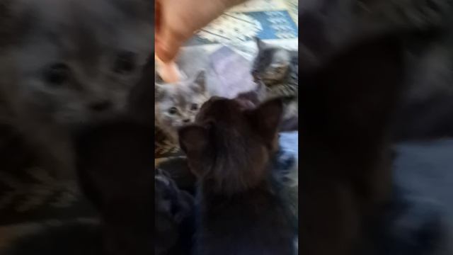 Кормление проглотов: манчкины коротколапые и длиннолапые смотреть онлайн