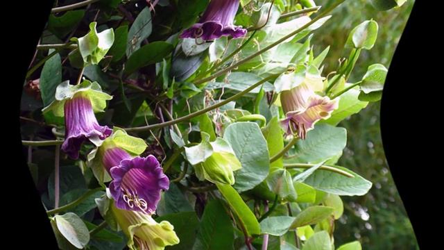 Кобея уход смотреть онлайн