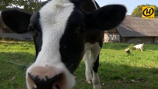 Контуры. Малая родина. Браславский район смотреть онлайн