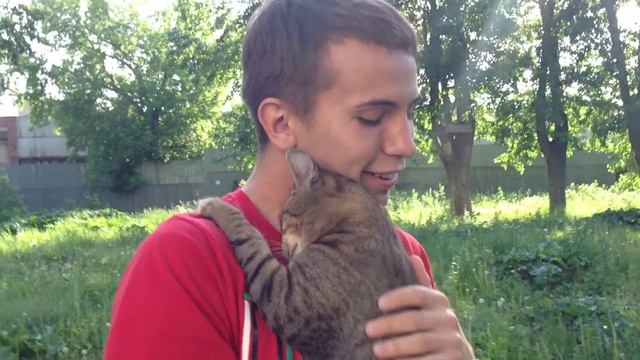 Ласковый кот смотреть онлайн