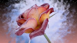 Футаж. Цветы на снегу 54