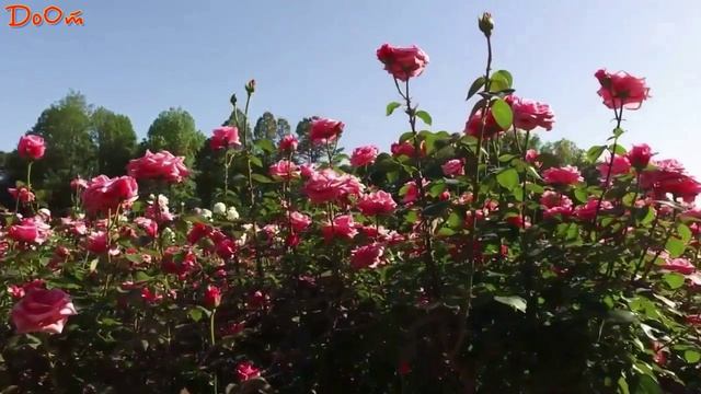 ♫ МУЗЫКА АРОМАТА ЦВЕТОВ !!!.mp4 смотреть онлайн