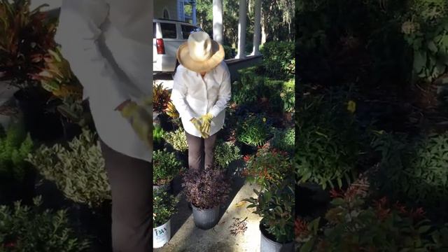 I Flora Express 3 gallon samples August 24, 2019 смотреть онлайн