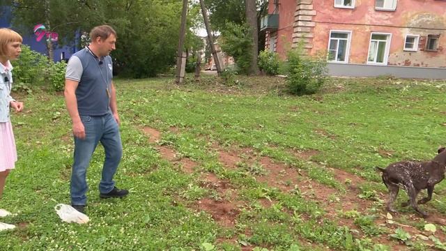 Курцхаар - редкая и очень красивая порода собак смотреть онлайн