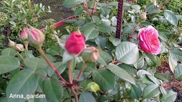 роза Чиппендейл, сезон 2022 смотреть онлайн