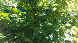 Кизил «Грушевидный» или «Грушевый» и другие. Н.Винтер в гостях у А.Колесникова.