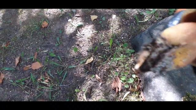 Прогулка среди грибов. смотреть онлайн