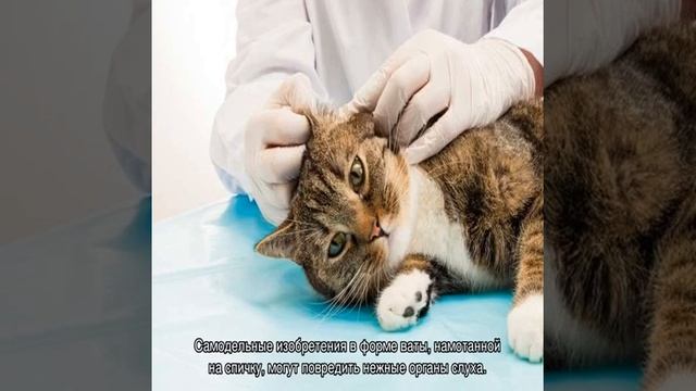 Грязные уши у котенка: причины и лечение смотреть онлайн