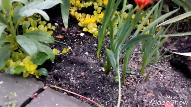 Аленький цветочек. Луковички-сюпприз зацвели. смотреть онлайн