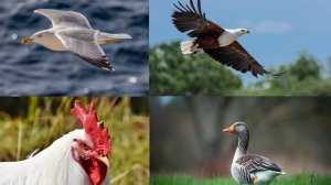 Угадай Животное Викторина