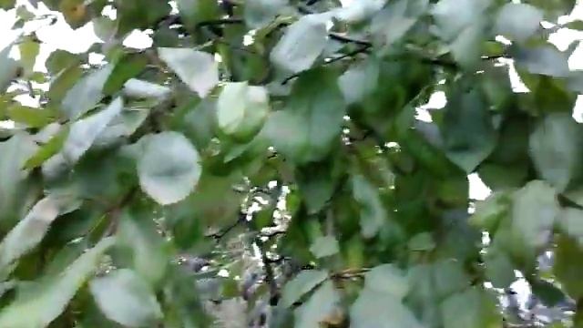 Старые яблони после омолаживающей обрезки, первый год. Часть2 смотреть онлайн