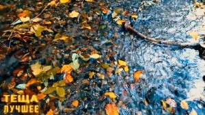 ТЕЩА ЗЯТЬ: Тёща лучше Жены! Случай из жизни. Реальные истории из жизни. Интересные истории про тещу