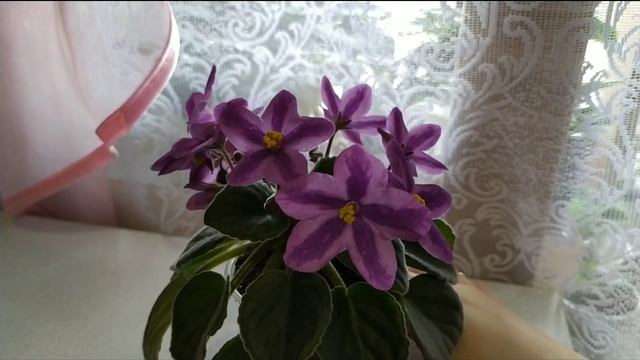 КРАСИВОЦВЕТУЩИЕ СОРТА ФИАЛОК!!! ХИМЕРА DS- ЛАВАНДОВАЯ СКАЗКА. 2 ЦВЕТЕНИЕ. смотреть онлайн