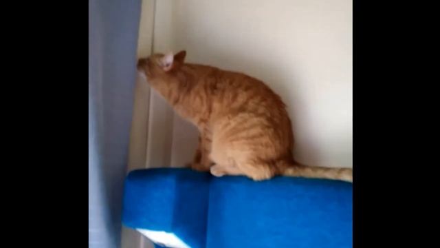 Всей веселой компанией едем в поезде в Краснодар. "Мы едем-едем-едем в далекие края..." смотреть онлайн