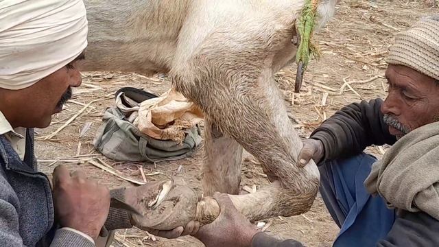 The donkey knelt down to get treatment for its bad hoof |Donkey hoof cutting sound |new village lif смотреть онлайн