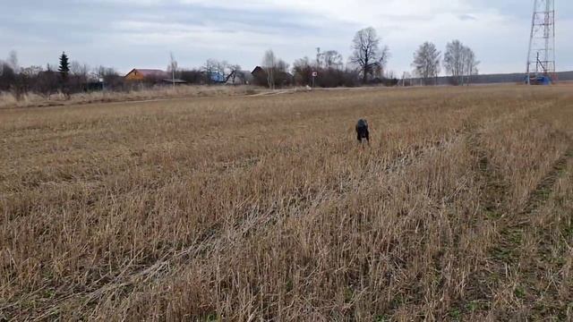 Гуляем в поле с доберманом Зевсом смотреть онлайн