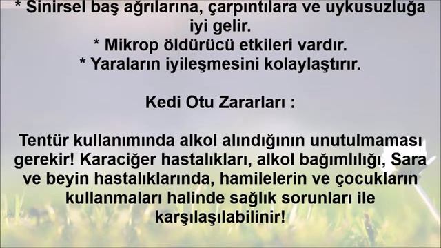 Kedi Otu Faydaları Ve Zararları - SifaMarket.com.tr смотреть онлайн