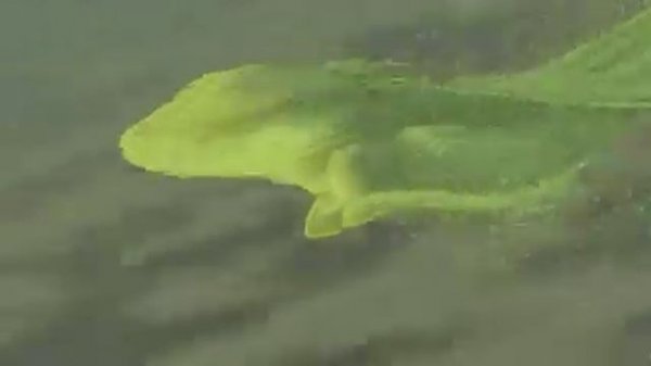 Walt Disney Films - Fantasia 2000 (2000)