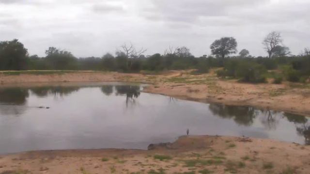 Крокодил на песке-Crocodile on the sand смотреть онлайн