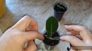 ГЛОКСИНИИ.Укореняем черенки.Самый простой способ.