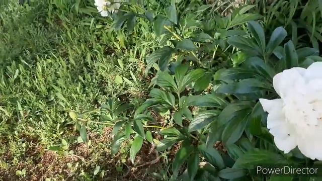 у нас ураган.100 томатов в теплице.Стиралка сломалась смотреть онлайн