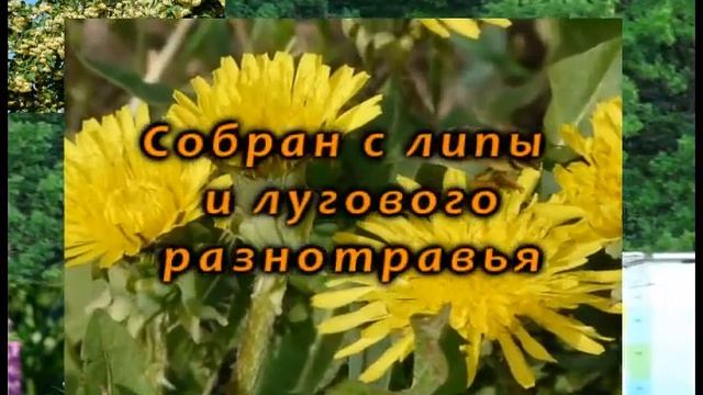 Мёд с северо-востока Самарской области смотреть онлайн