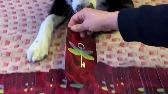 Luna the Oracle 12-2-20 Invention смотреть онлайн