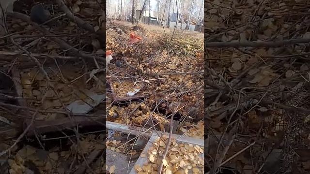 2 часть уборка мусора в нашм лесу !!! смотреть онлайн