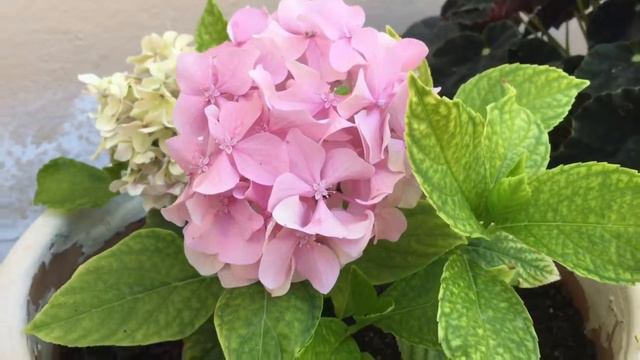 Hydrangea Flower