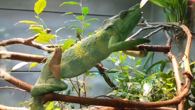 Ирма Сохадзе. Песня 