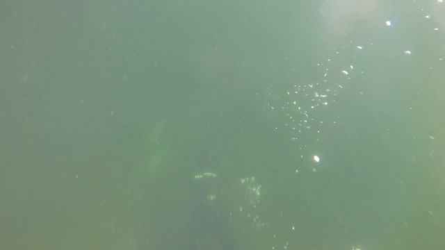 Озеро Воробьево. Обучение подводной охоте. Сбор мусора