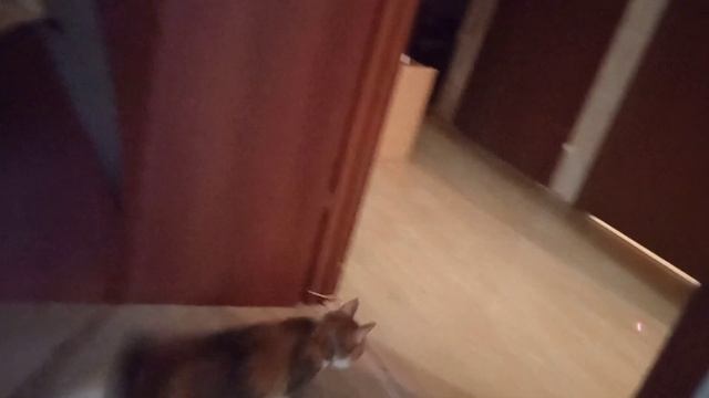 Наша красавица продолжает игры! У Муси кисточки на ушах! Трехцветная красавица! смотреть онлайн