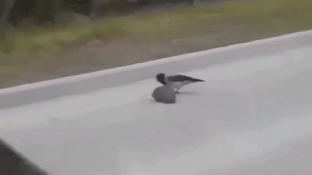 Ворона помогает ежу перейти дорогу #short смотреть онлайн