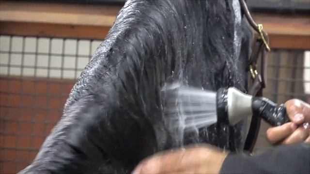 Iron Spring Farm Friesian Grooming Series: Ep. 6 Coat Care смотреть онлайн