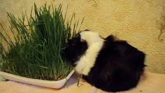 Морская свинка кушает траву смотреть онлайн