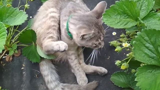 Кот Симон - пожиратель клубники смотреть онлайн